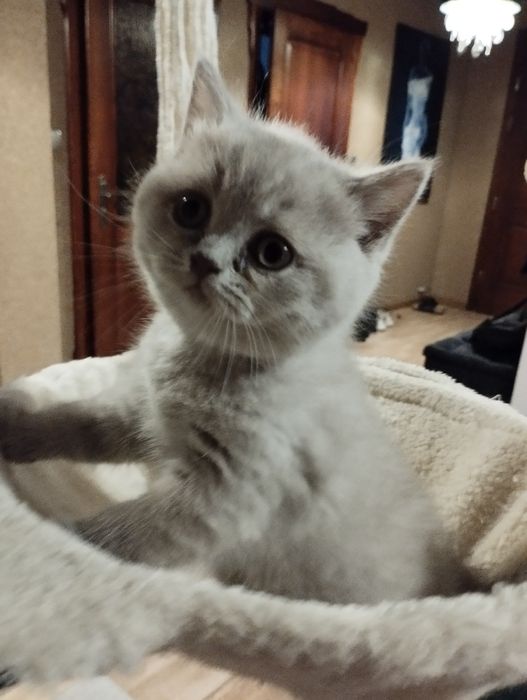 Kotek brytyjski Liliowy