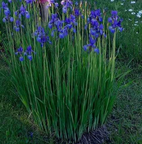 Bylina irysy fioletowy kolor długie