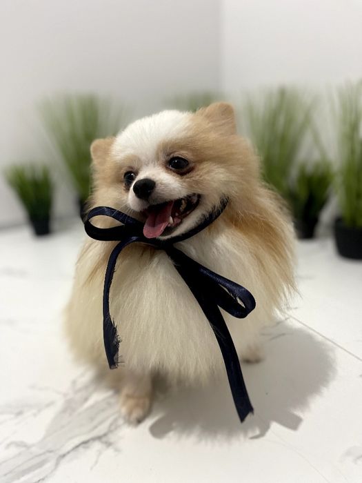 Померанські шпіци — Шукаєте щастя в пухнастому вигляді? Це він!