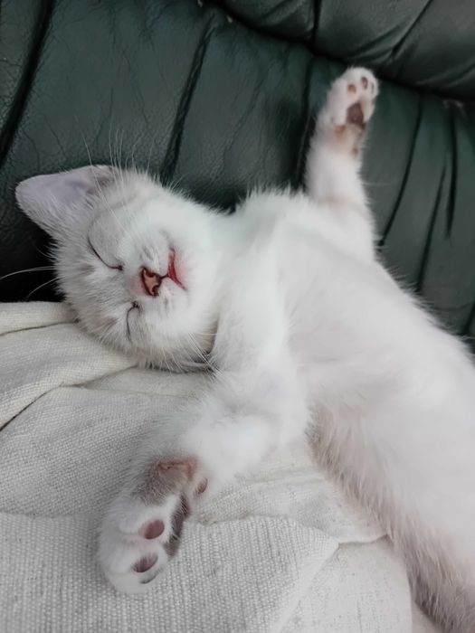 Gatinha Branca (3 meses)