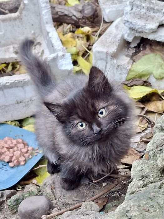 котик, кошеня, кіт