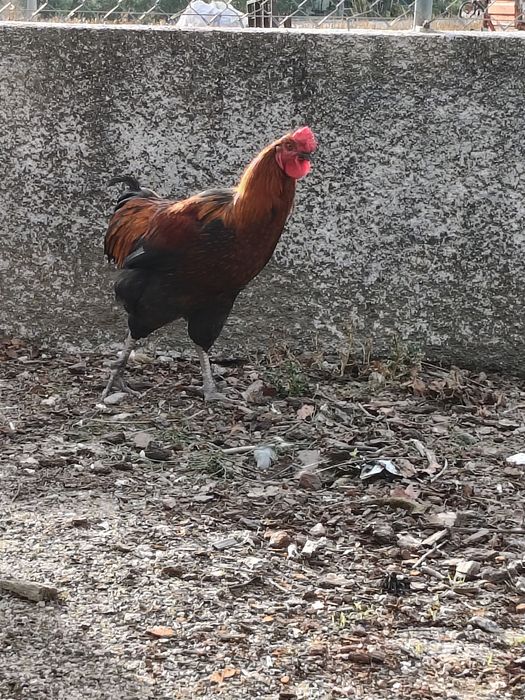 Galo novo deste ano