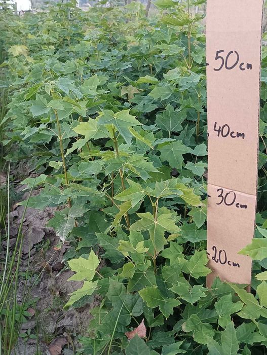 KLON ZWYCZAJNY acer platanoides 10-20 cm 33 gr