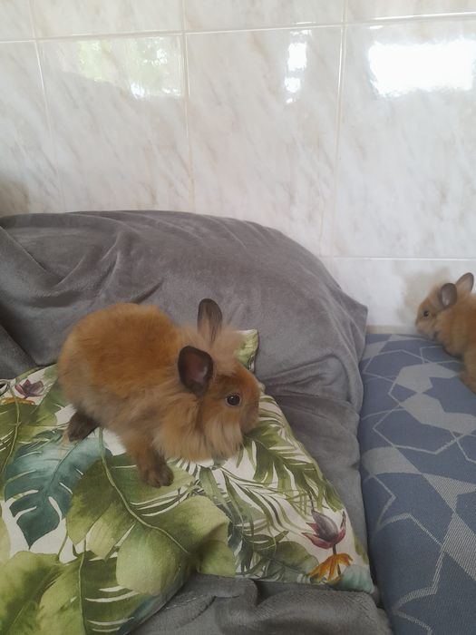Coelhos anões Lion Head e Hotot
