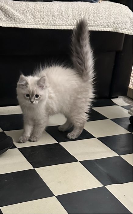 Перевозка животных