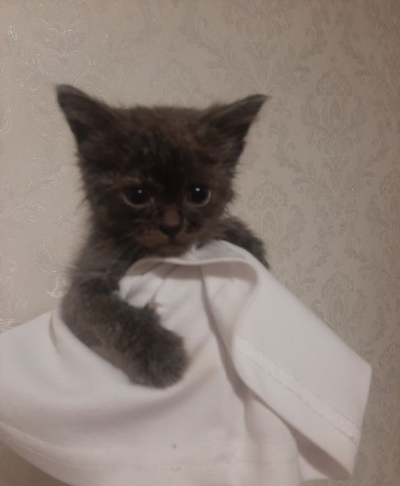 Котятам очень нужна семья
