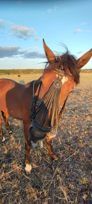 Молодий жеребець породи рисак