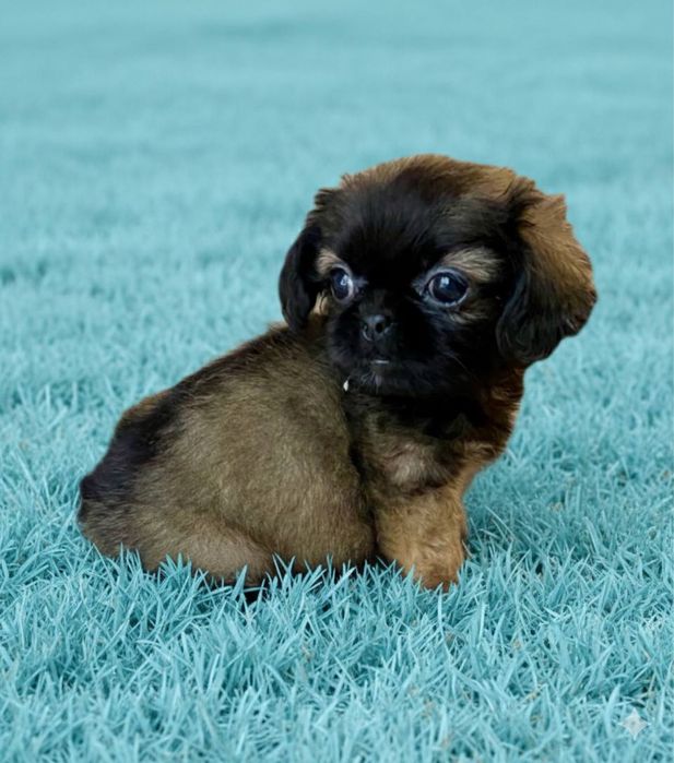 Мила дівчинка дитя любові пекінес мікс