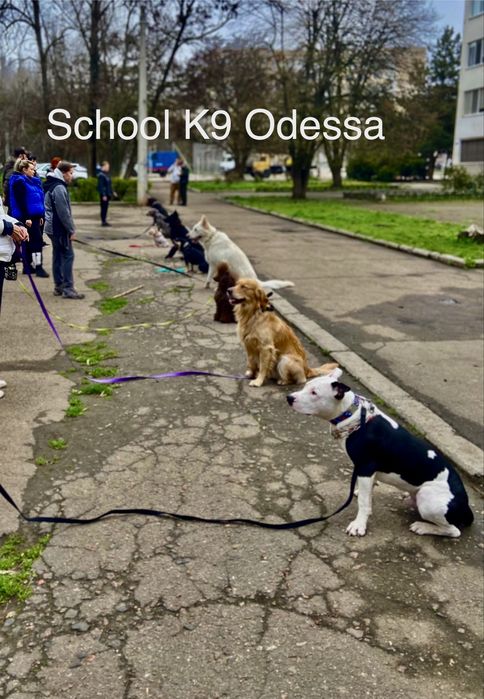 Дрессировка собак. Кинолог