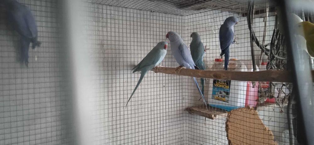 Ring neck 2024 e 2025