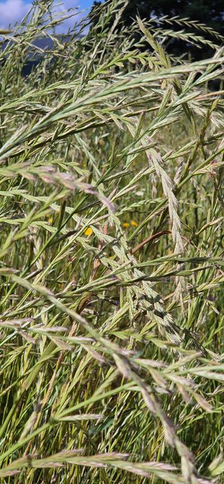 Fardos pequenos semente azevem ou centeio