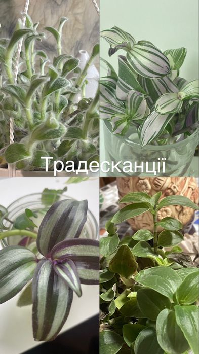 Обмін кімнатними рослинами