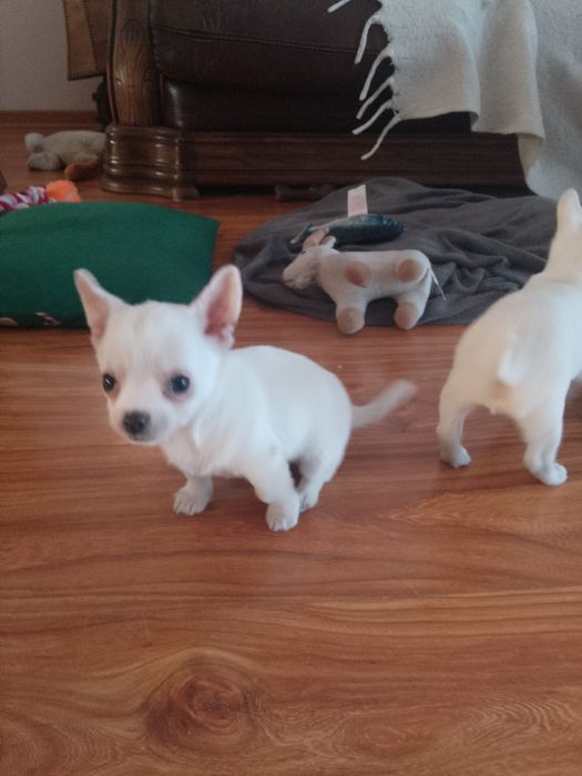 Chihuahua Biały Piesek