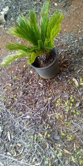 Palmeira da familia das Pálmaceas pronta para jardim, ou Terraço