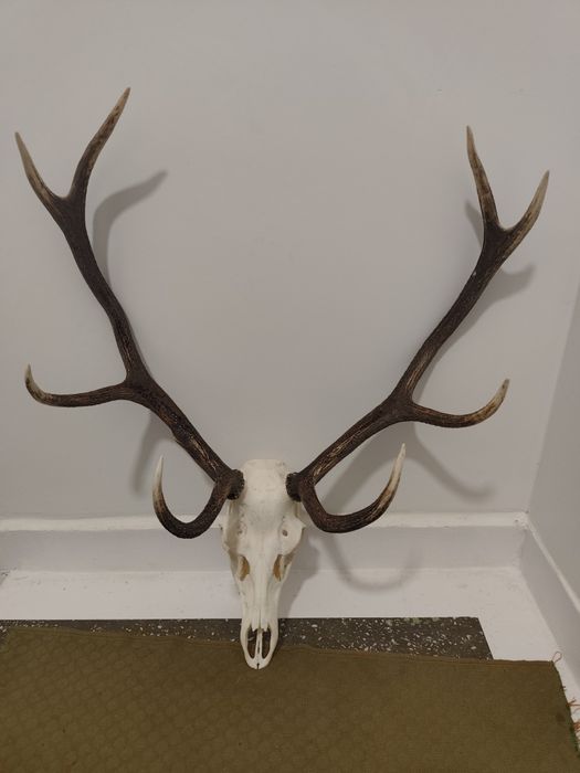 Poroże jelenia niewiercony do wyceny