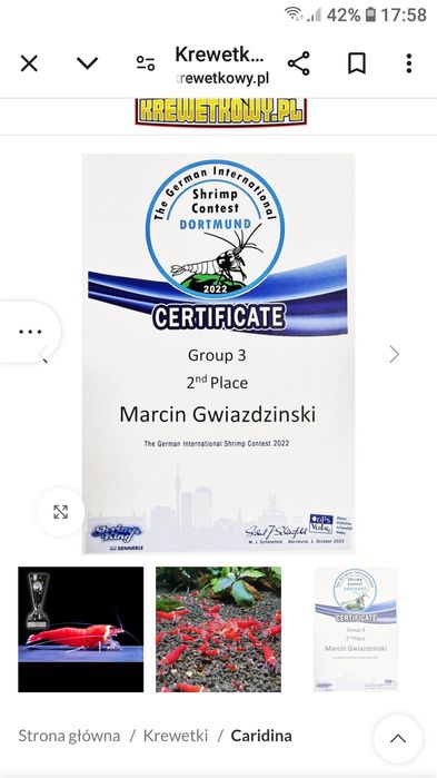 Krewetki Caridina -Super Crystal Red