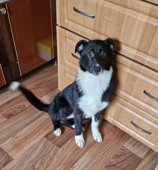 Шукає дім Міла 5,5 міс, оброблена, щеплена