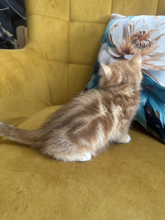 Kocur Brytyjski tabby Fpl