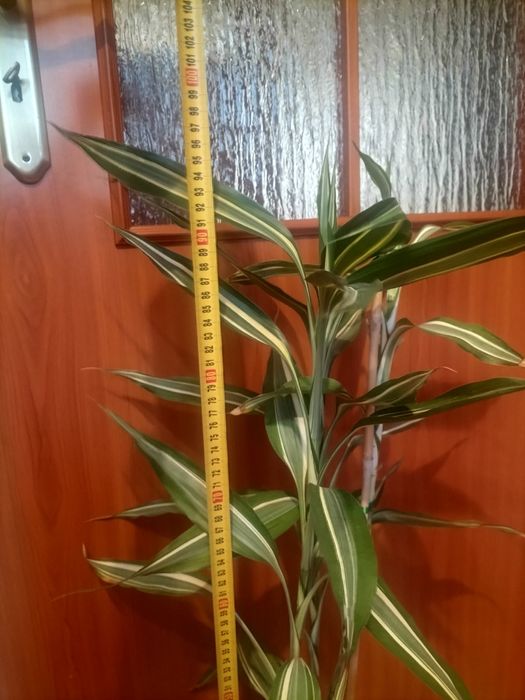 Kwiat - Dracena sandera