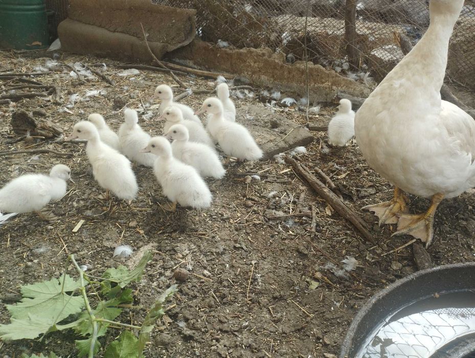 Мускусна качка з каченятами
