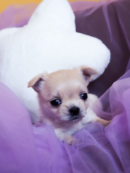 Malutka kremowa suczka chihuahua długowłosa FCI ZKwP