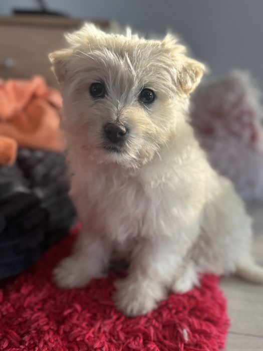 Oddam szczeniaczka w dobre ręce