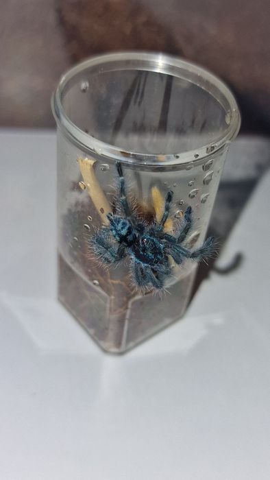 Caribena versicolor L4 ptasznik
