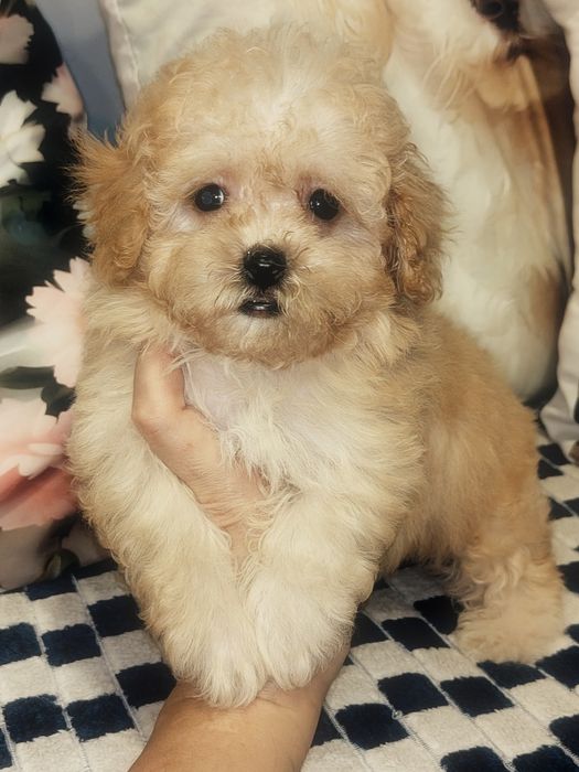Mini suczka Maltipoo