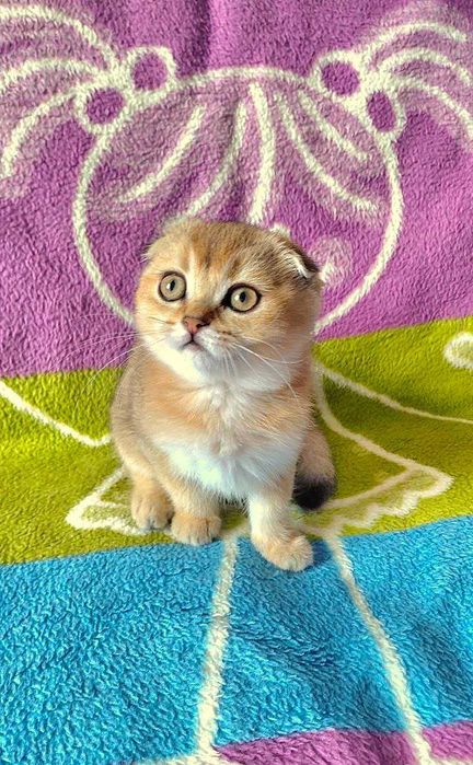 Шотландская вислоухая кошечка в окрасе ny11