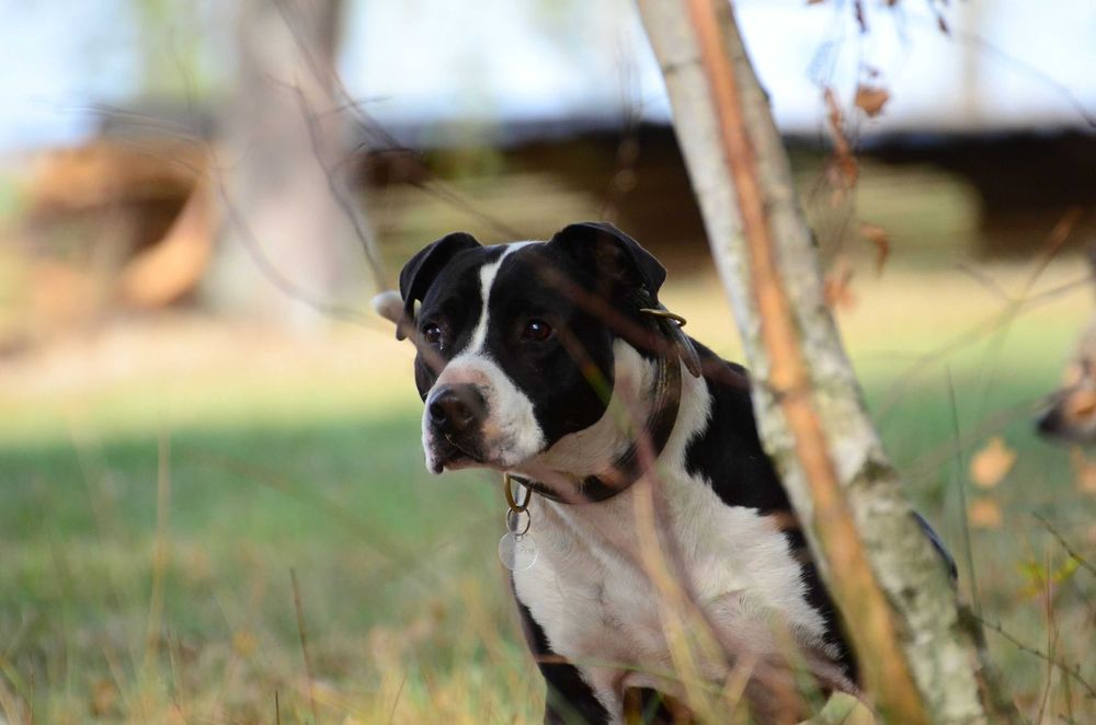 Amstaff do adopcji. Staffordshire terrier szuka domu