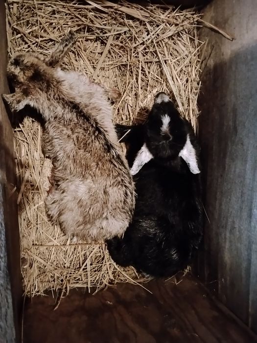 Віддам безкоштовно козлят