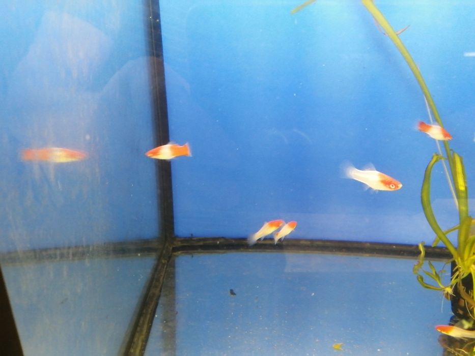 Mieczyk.        koi