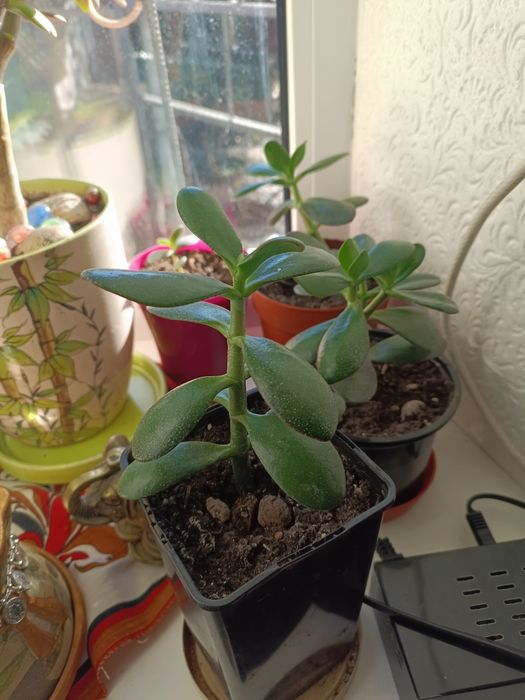 Квіти лікувальні в наявності