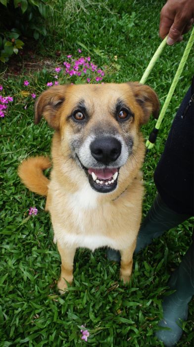 Kiko cao para adoção responsavel