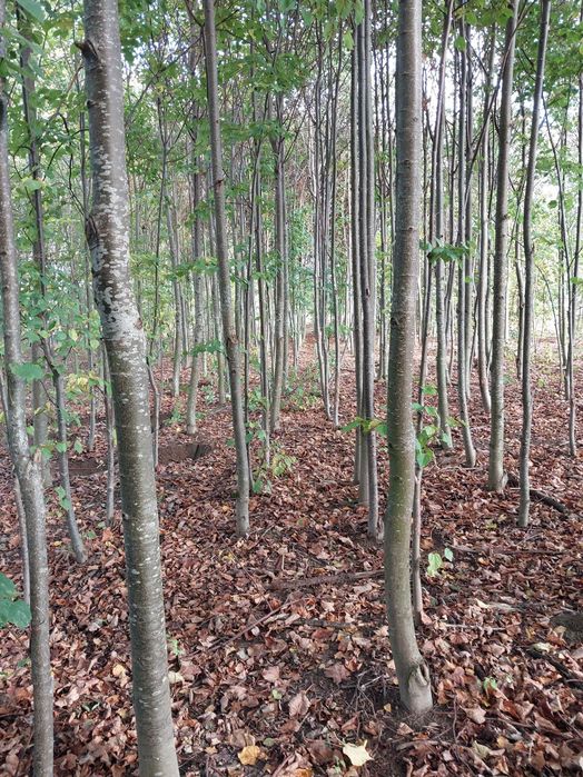 Lipa drobnolistna Tilia cordata alejowe