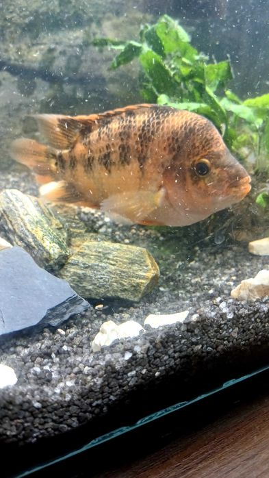 Pielęgnice odmiana ?