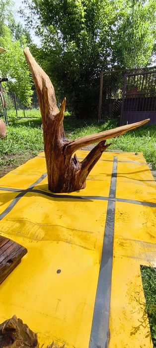 Duży korzeń do akwarium