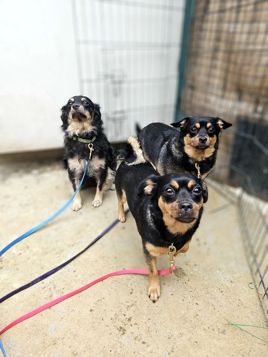 Hotel dla psów, opieka nad psem