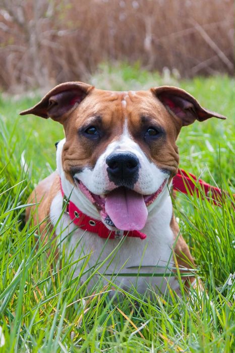 Amstaff ZKWP FCI American Staffordshire Terrier