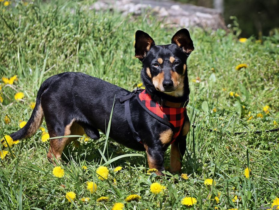 Filip szuka odpowiedzialnego domu