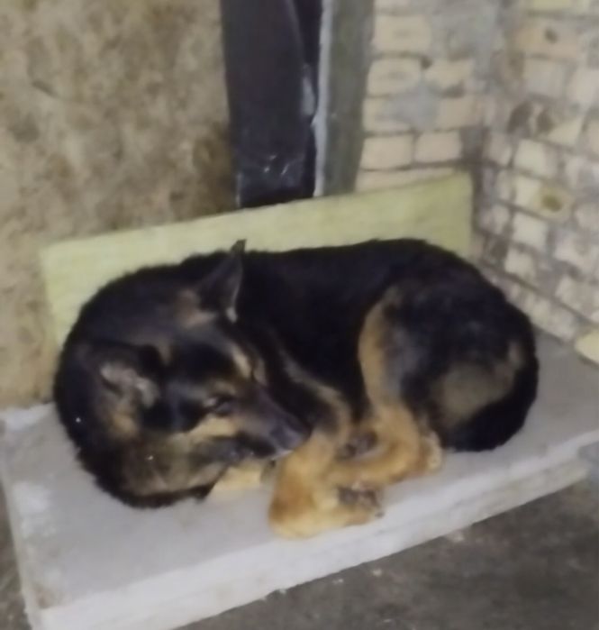 Безпритульний вівчарик в Бородянці