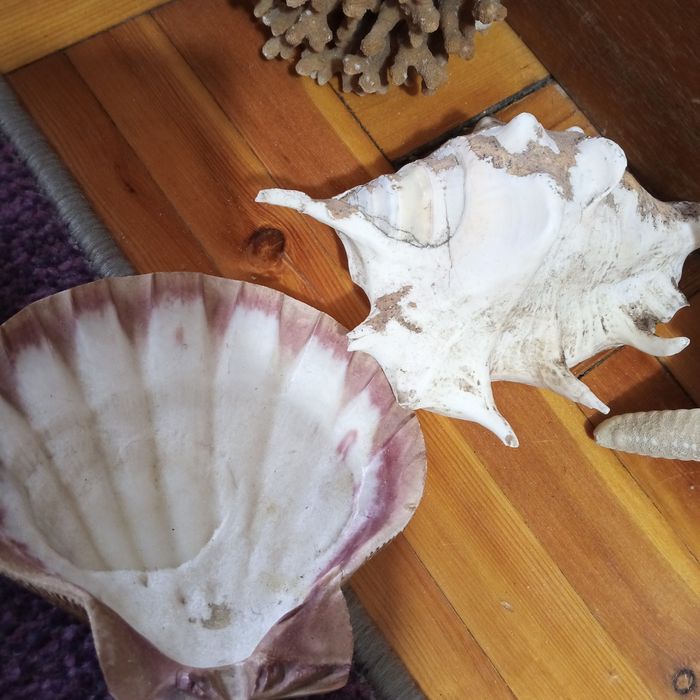 Ракушки для аквариума,звёзды, конек,кораллы