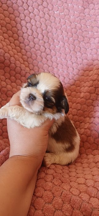 Shituzu Macho exelente linhagem