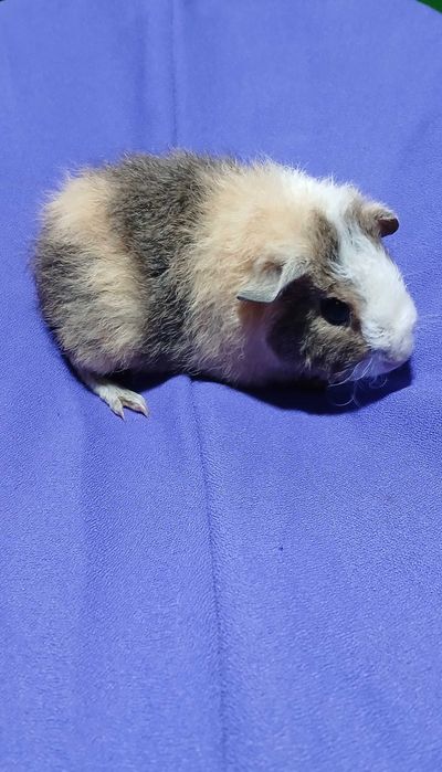 Морська свинка , тедді.