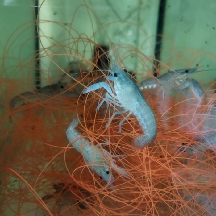 Рак блакитний кубінський