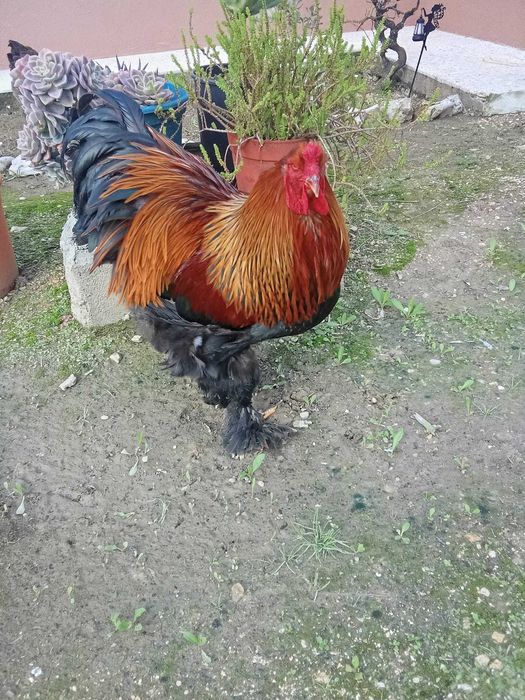 Ovos férteis galados incubação incubar brahma perdiz dourado e azul