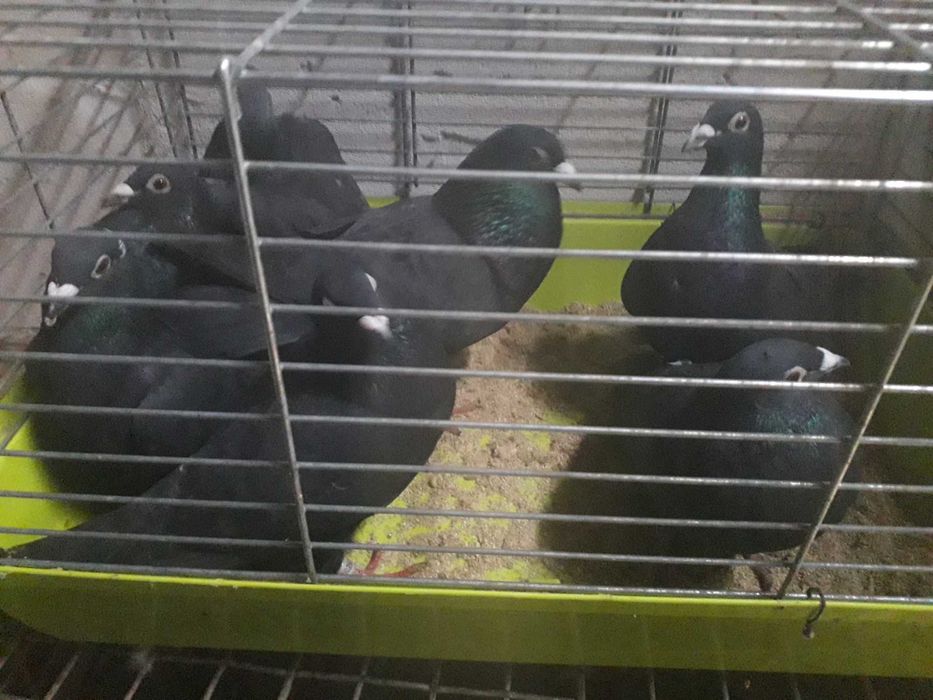 Gołębie pocztowe obroczkowan czarne