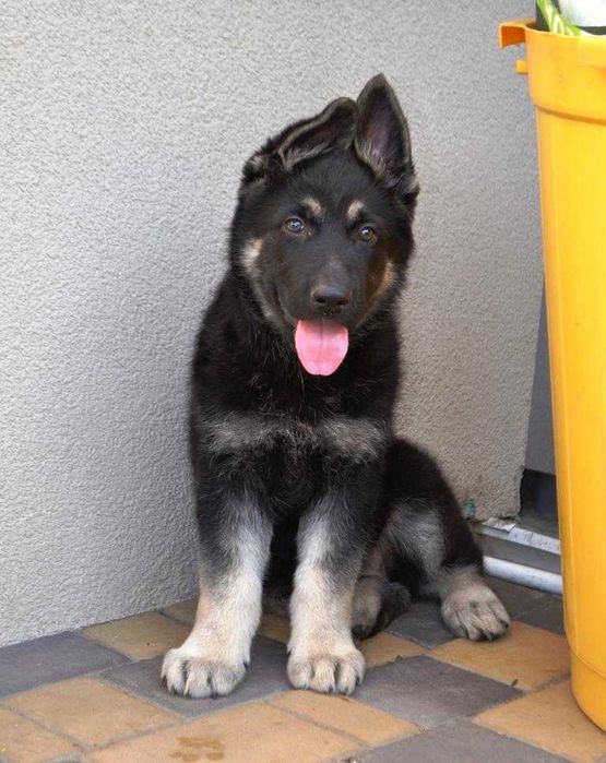 Крупные  породные щенки, КСУ