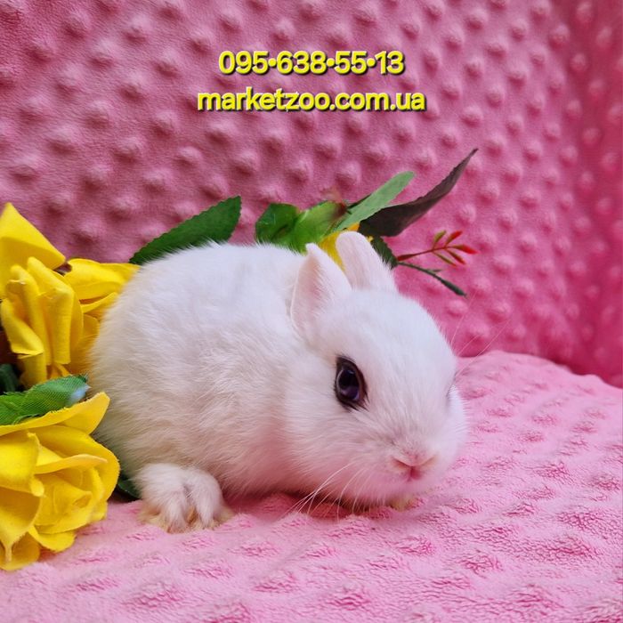 Карликовьій хотот миниатюрньій кролик карликові кролики Dwarf hotot