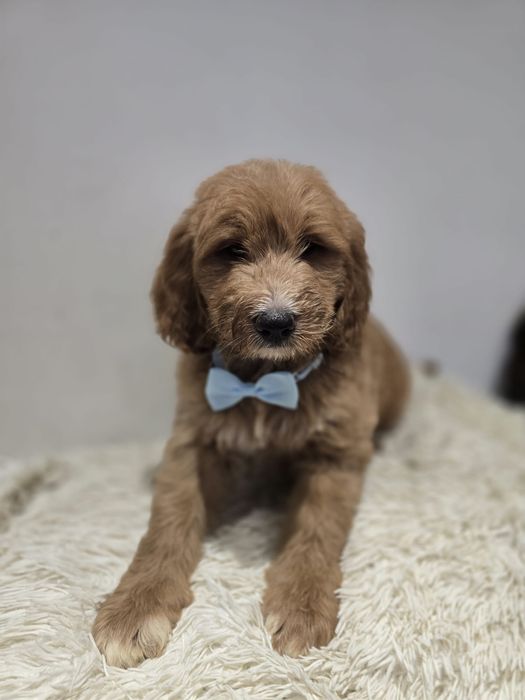 Goldendoodle f1b standard